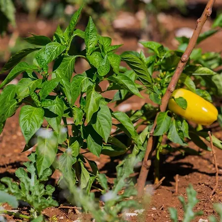 Rusticale With Private Pool 빌라 *