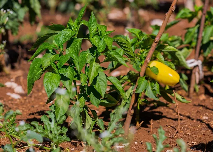 Rusticale With Private Pool Villa *